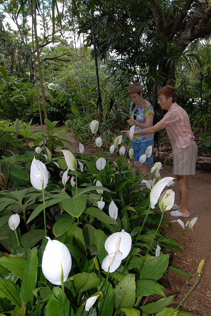 0197 Cairns Botanic Gardens.jpg
